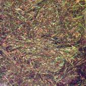 Angelina - Forest Blaze 2g